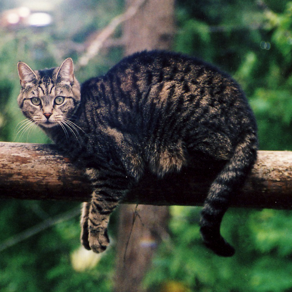 Photo of Felis catus by <a href="
http://shuswaplakephotos.wordpress.com/">Dawn Kellie</a>